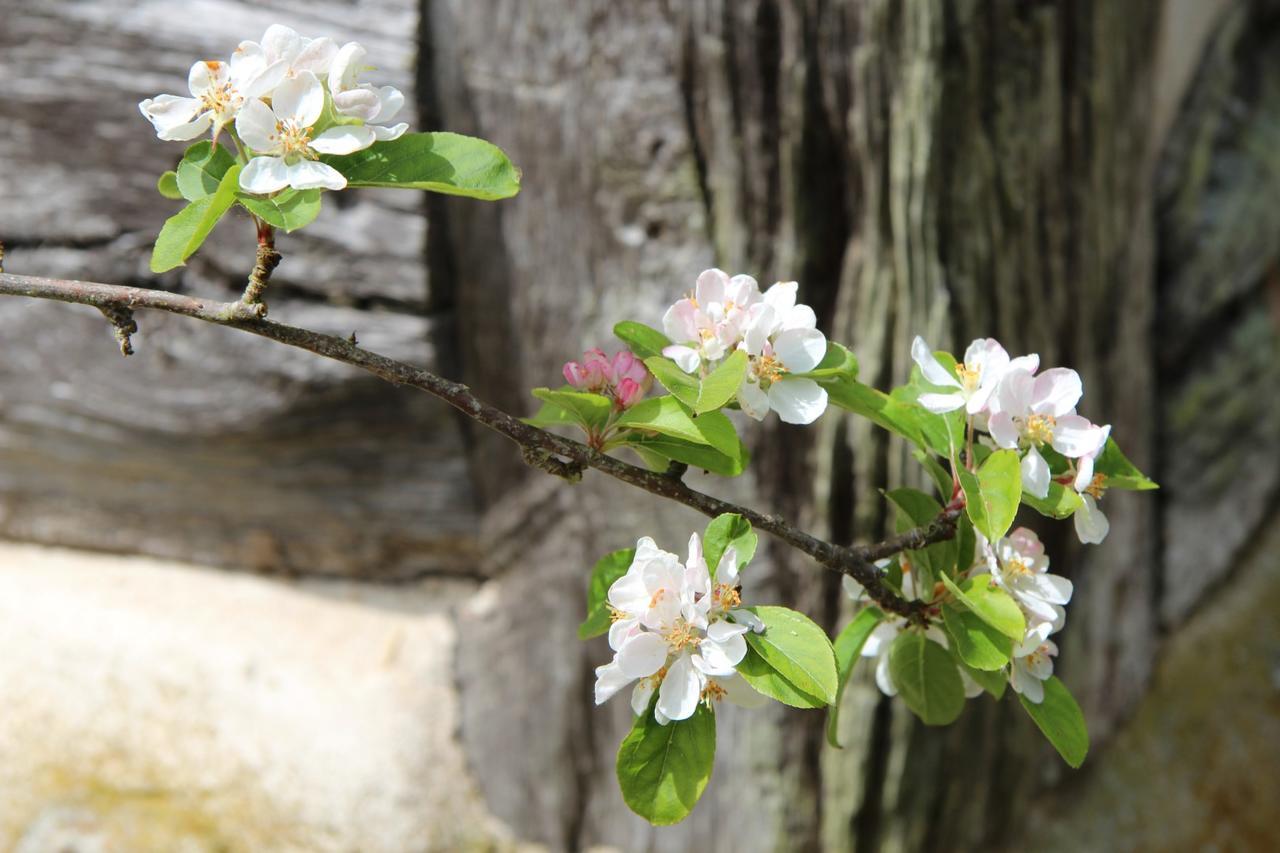 Le Pommenial De La Herissonniere Saint-Aubin-de-Bonneval Εξωτερικό φωτογραφία